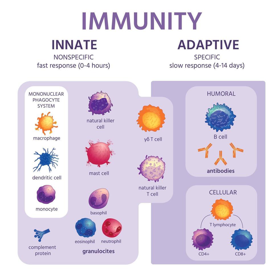 medfödd och adaptiv immun systemet. immunologi infographic med cell typer. immunitet svar, antikropp aktivering, lymfocyter vektor schema