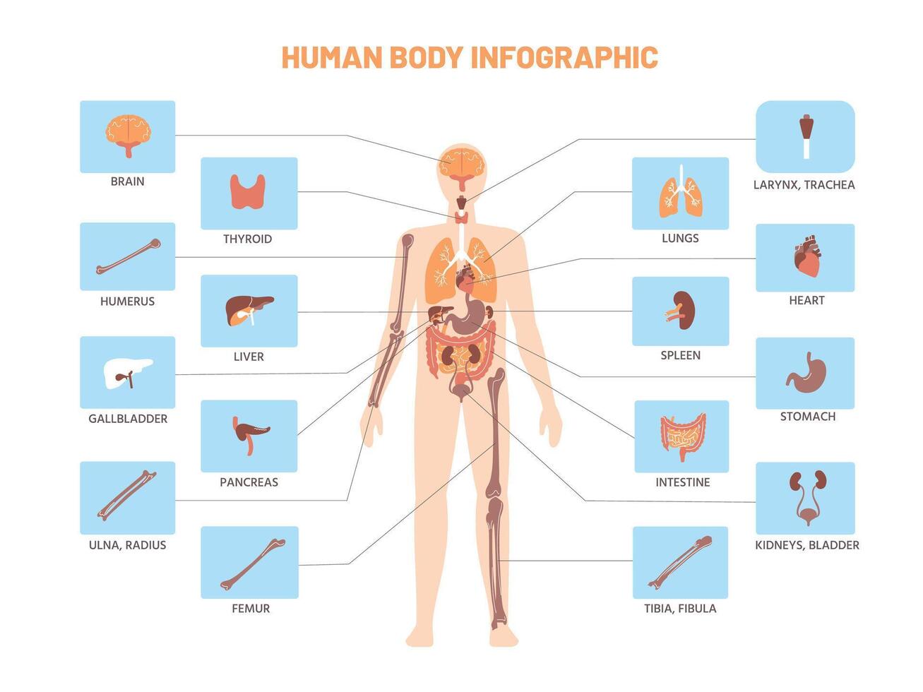 mänsklig kropp infografik. anatomi medicinsk schema med inre organ, njure mage lungorna. vektor pedagogisk biologi modell illustration