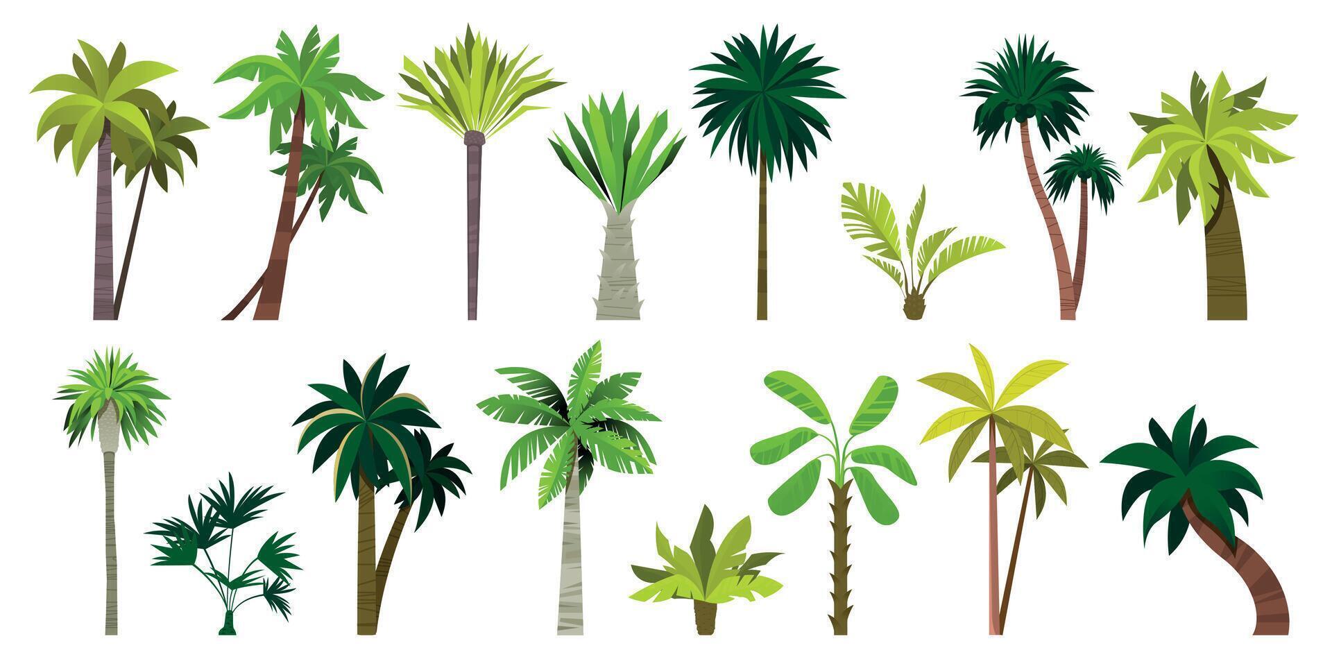 anders exotisch Palmen. tropisch botanisch Pflanzen mit Blätter, Palme Baum Kofferraum Karikatur Stil, Sommer- Grün Laub Pflanzen. Vektor isoliert einstellen