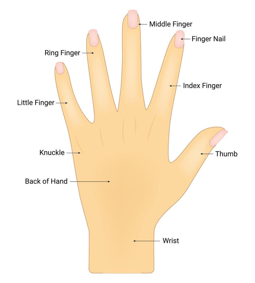 Mensch Hand Anatomie Wissenschaft Design Vektor Illustration Diagramm