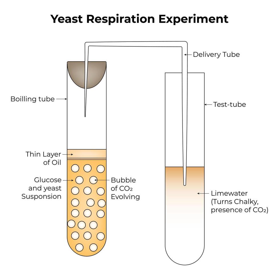 Hefe Atmung Experiment Wissenschaft Design Vektor Illustration Diagramm