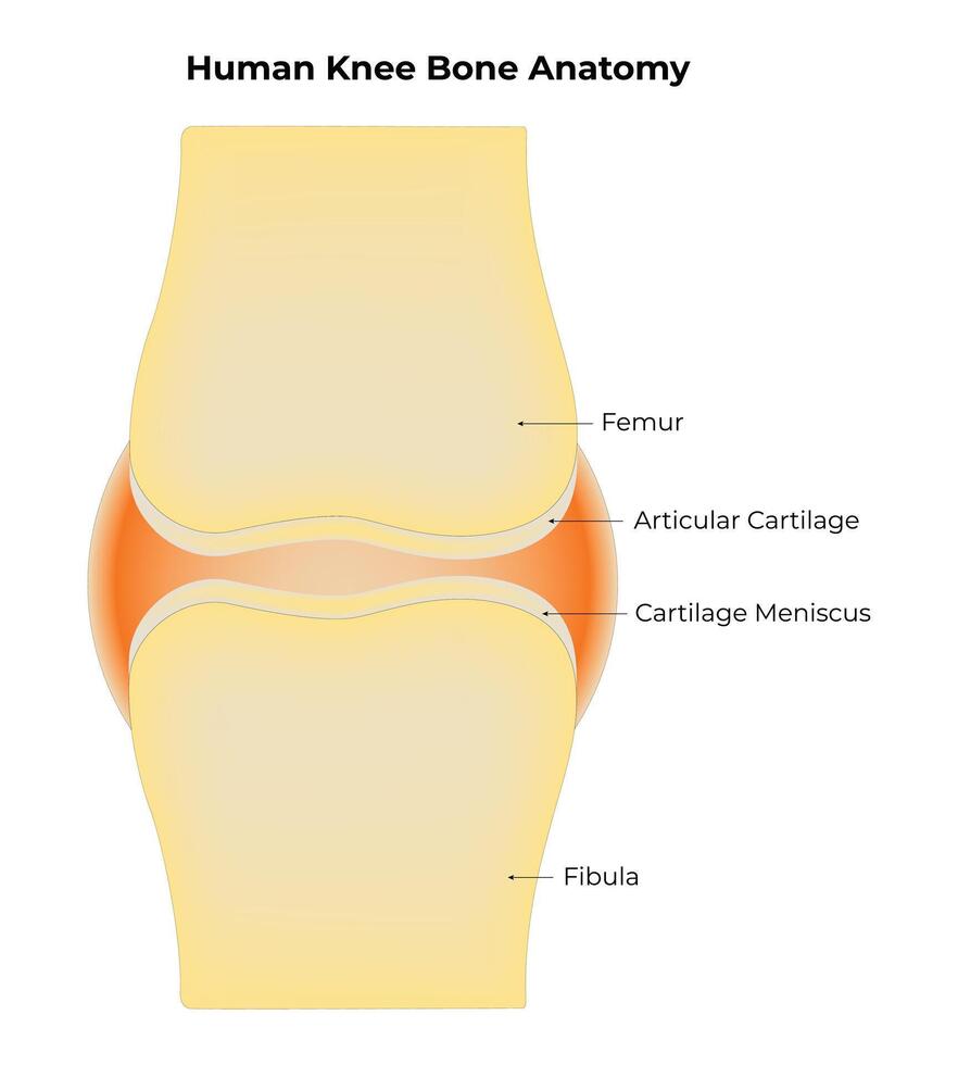 mänsklig knä ben anatomi vetenskap design vektor illustration diagram