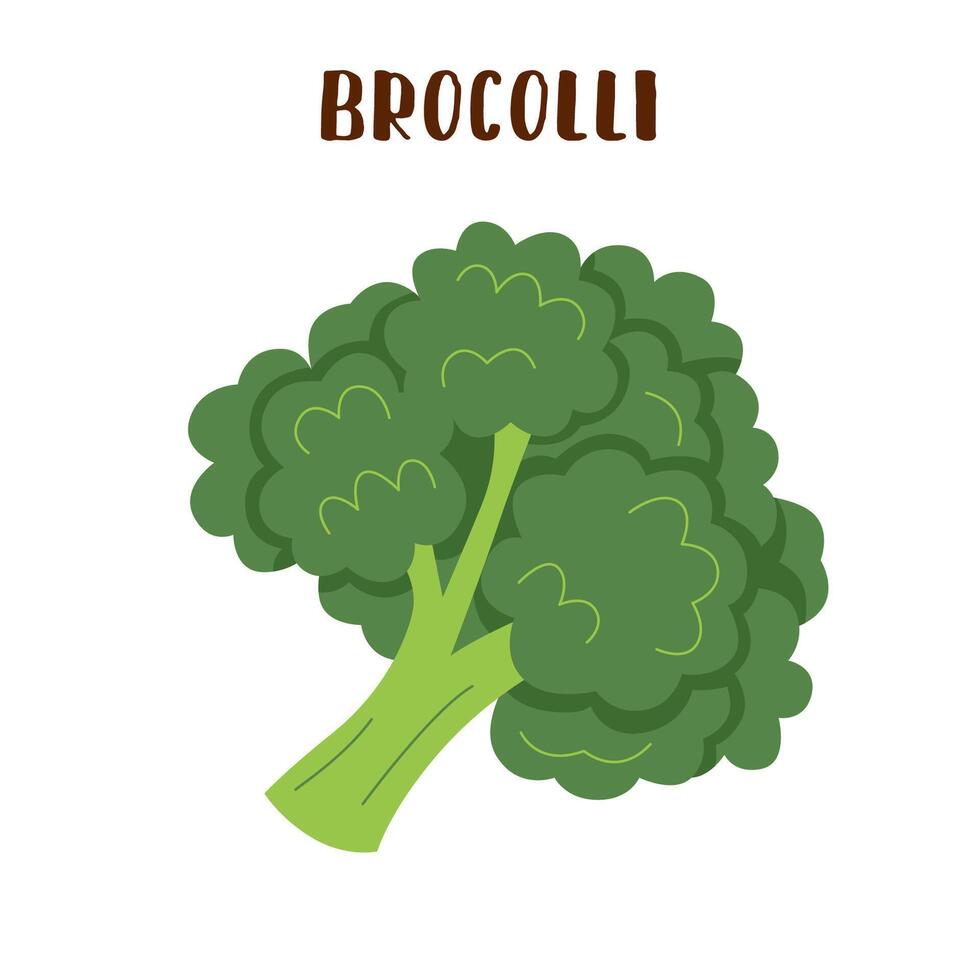 brocolli isolerat på vit. brocolli vegetabiliska i platt stil. vektor