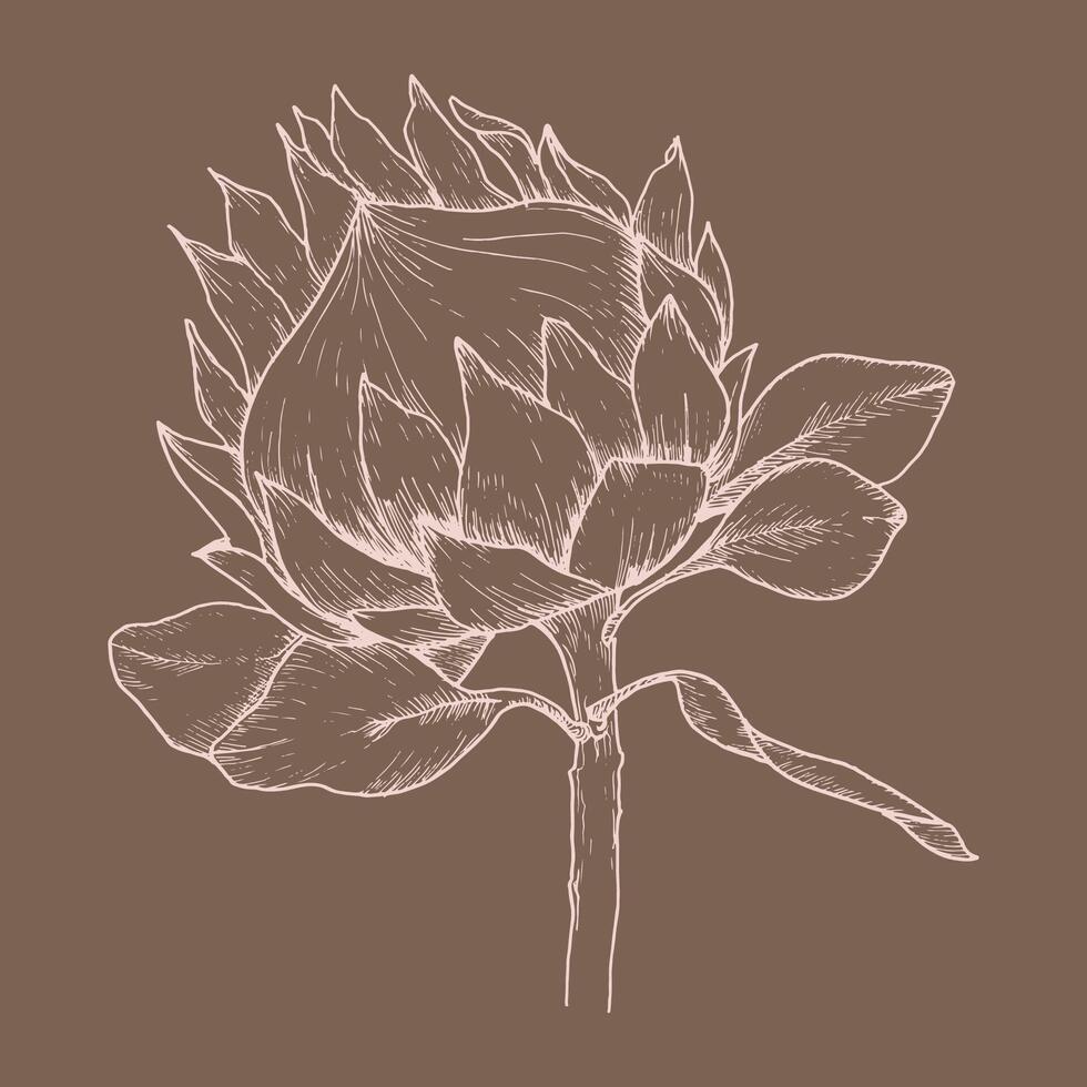 Blumen- Vektor Illustration. tropisch afrikanisch Rose Protea Tinte Hand gezeichnet Gemälde zum Hochzeit, Einladung, Gruß Karte, Logo Design, lighr Linie auf braun Hintergrund