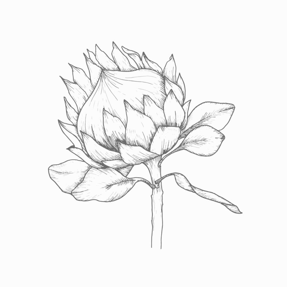 Blumen- Vektor Illustration. tropisch afrikanisch Rose Protea Tinte Hand gezeichnet Gemälde zum Hochzeit, Einladung, Gruß Karte, Logo Design