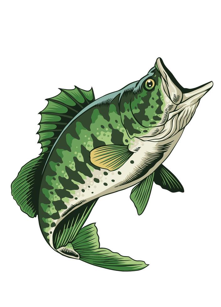 Vektor Illustration von Forellenhals Bass Fisch