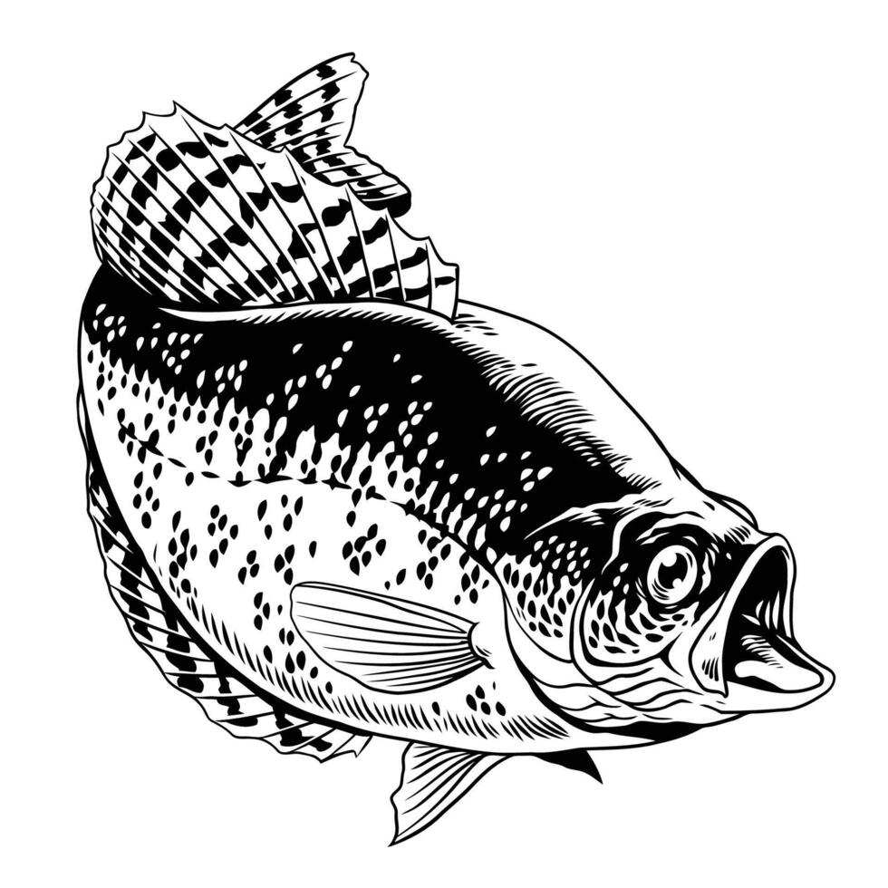 Crappie Fisch Hand gezeichnet Illustration isoliert vektor