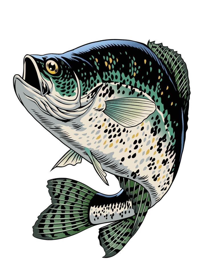 Crappie Fisch Jahrgang Hand gezeichnet Illustration vektor