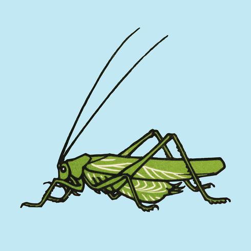 Grasshopper (1918) von Julie de Graag (1877-1924). Original aus dem Rijksmuseum. Digital verbessert durch Rawpixel. vektor