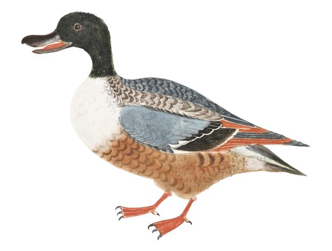 Northern shoveler av Johan Teyler (1648-1709). Original från Rijksmuseet. Digitalt förbättrad av rawpixel. vektor