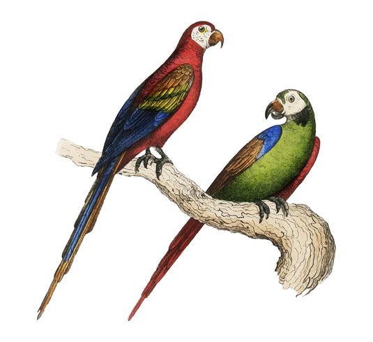 Scarlet and Green Macaw von Oeuvres complètes de Buffon (1860). Digital verbessert durch Rawpixel. vektor