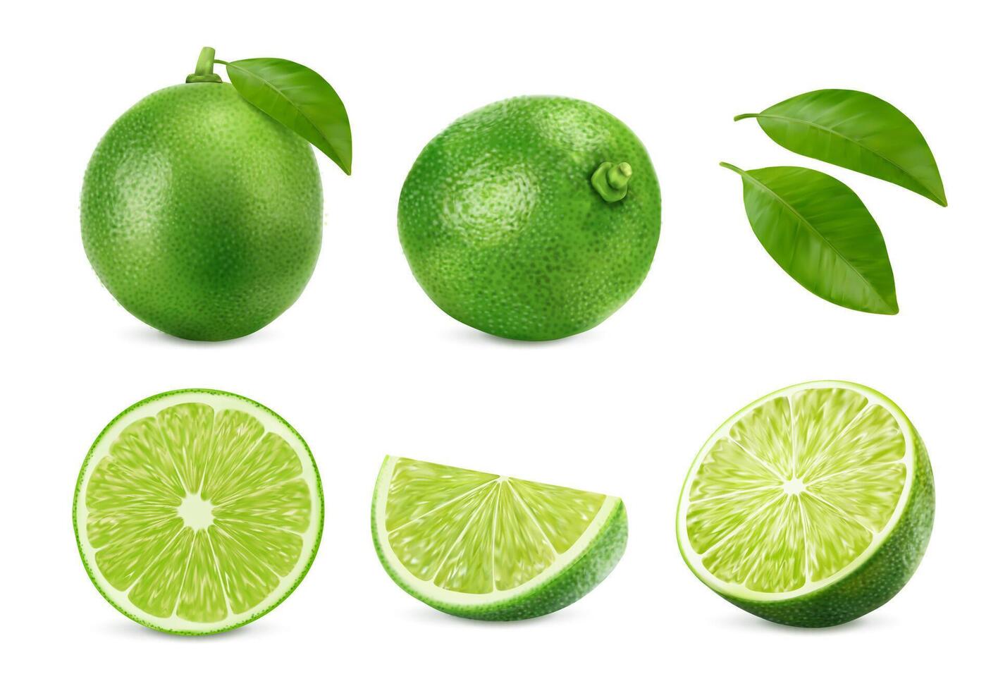 realistisch roh Limette Frucht, ganz, Hälfte und Scheibe vektor