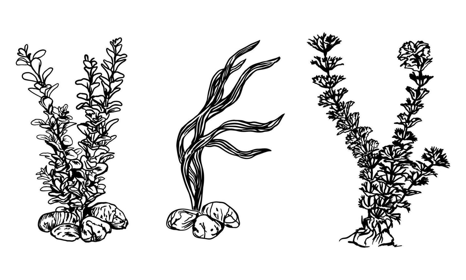 tång, kelp, grafik. vektor illustration av under vattnet växter. design element för kort, inbjudningar, banderoller, flygblad, täcker, etiketter, affischer.