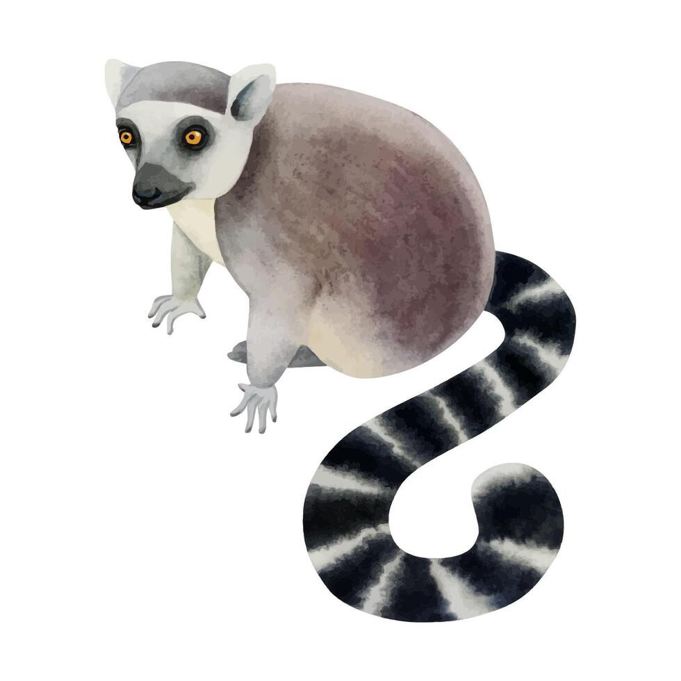 Lemur Sitzung und suchen oben Aquarell Vektor Illustration. süß tropisch Affe von Madagaskar mit flauschige Schwanz