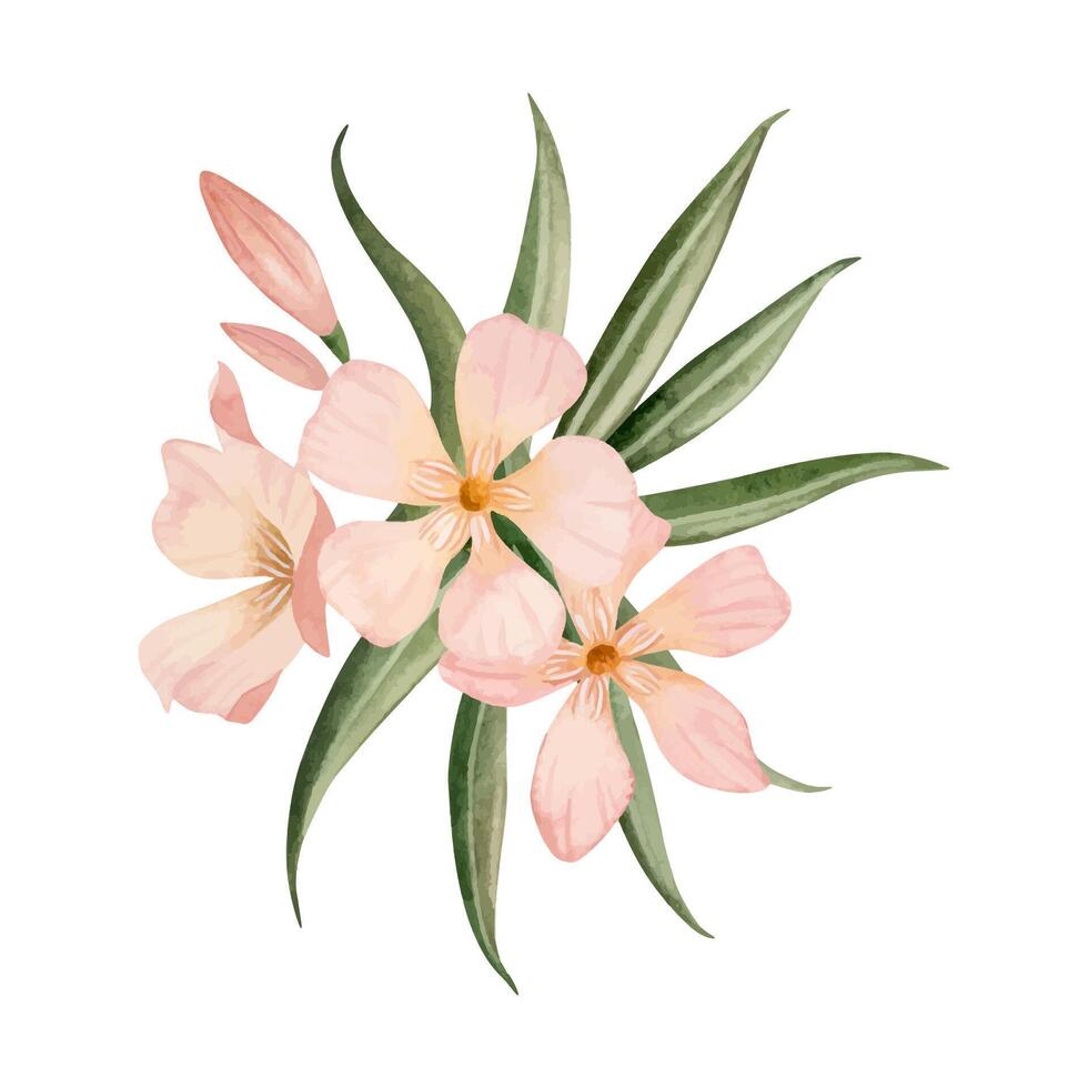 oleander gren med blommor, knoppar och löv vattenfärg vektor illustration. persika ludd pastell rosa Färg blommig bukett