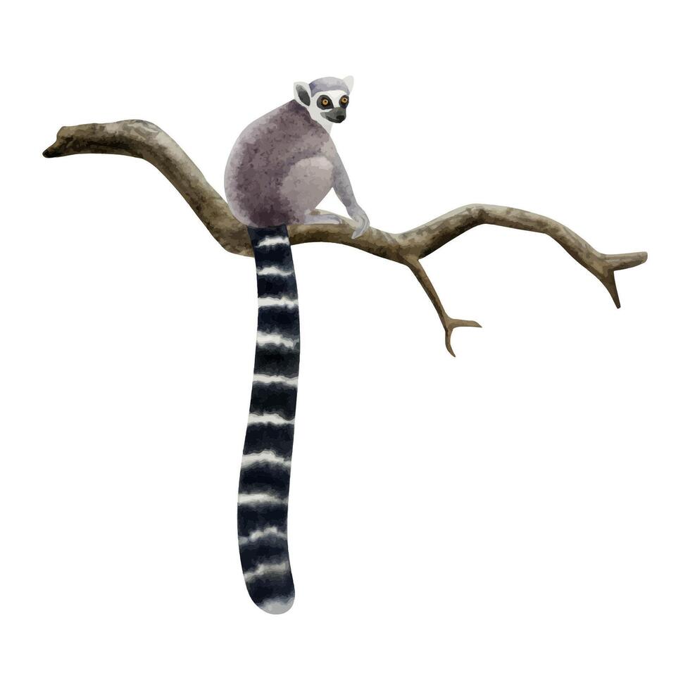 Ringelschwanz Lemuren Sitzung auf ein nackt Ast Aquarell Vektor Illustration. Hand gezeichnet realistisch tropisch Affe