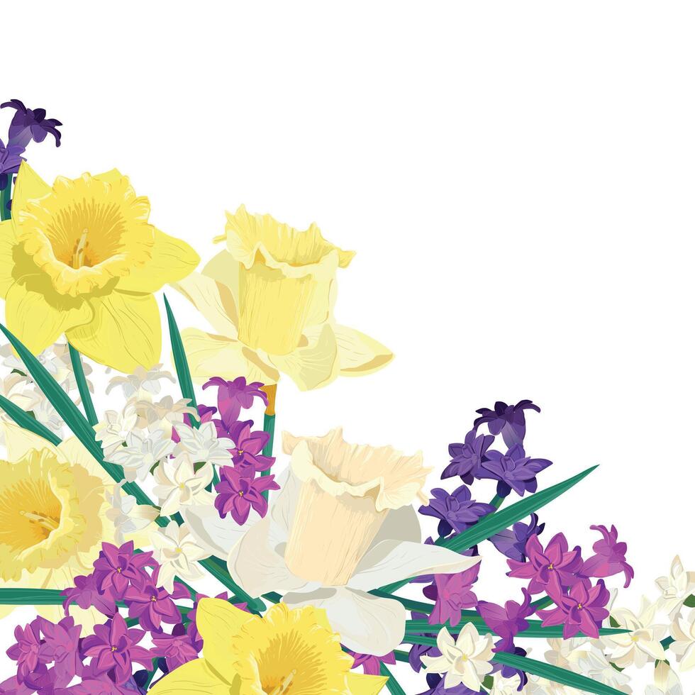 sammansättning av ljus vår blommor. vektor färgad hyacinter och gul påskliljor på en vit bakgrund. primula i en tecknad serie stil är lämplig för hälsning kort för mors dag och kvinnors dag