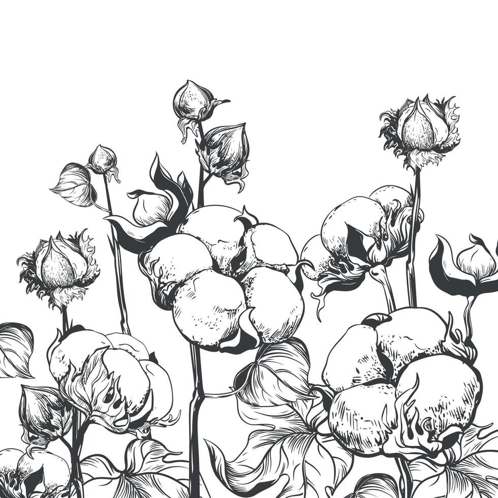 Vektor skizzieren von ein Baumwolle Feld. skizzieren im schwarz Tinte auf ein Weiß Hintergrund. Baumwolle Blätter und Blumen, detailliert Illustration von ein Bauernhof im Gravur Stil. Sammlung von roh Materialien zum Textilien.