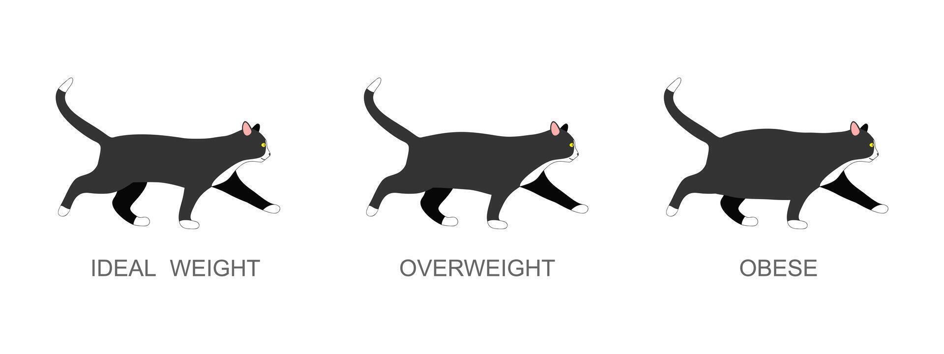 katt med idealisk vikt, övervikt och fet. kattunge med vanligt och fett kropp skick. inhemsk djur fetma bearbeta infographic vektor