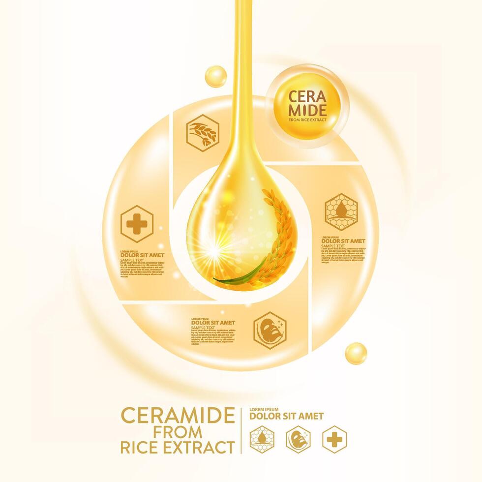 ceramid från ris extrahera serum hud vård kosmetisk vektor