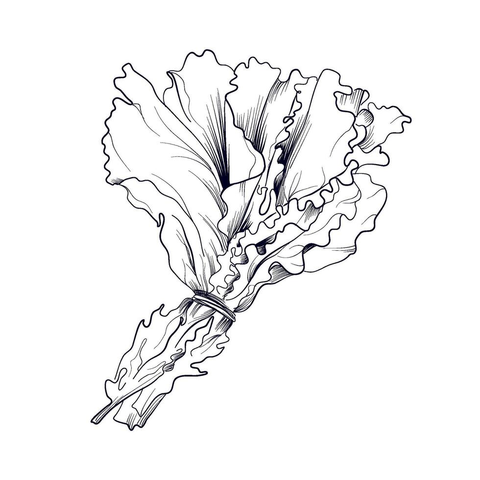 hand teckning av en knippa av sallad löv vektor