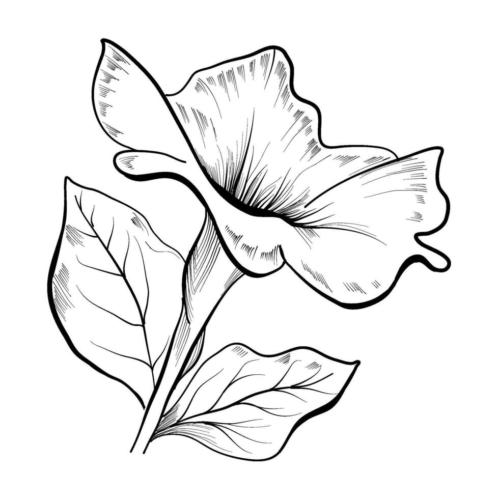 ritad för hand petunia blomma vektor illustration