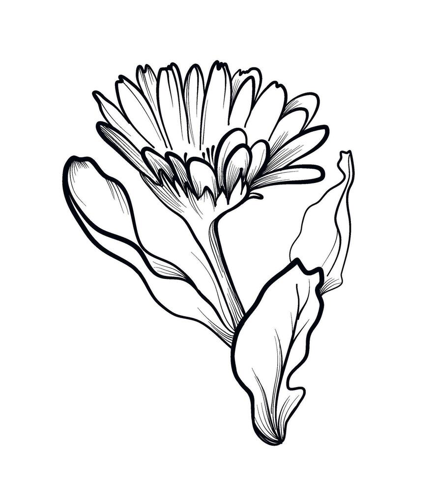 ritad för hand ringblomma blomma vektor illustration