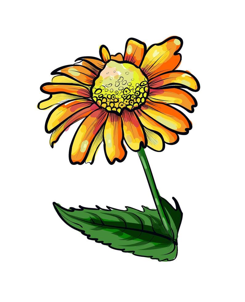 Gelb Gänseblümchen Blume Vektor Illustration