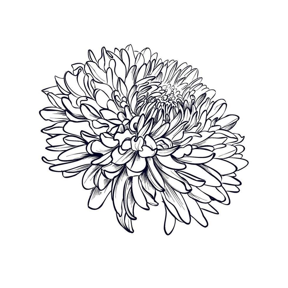 Vektor Illustration von ein Blühen Chrysantheme Blume