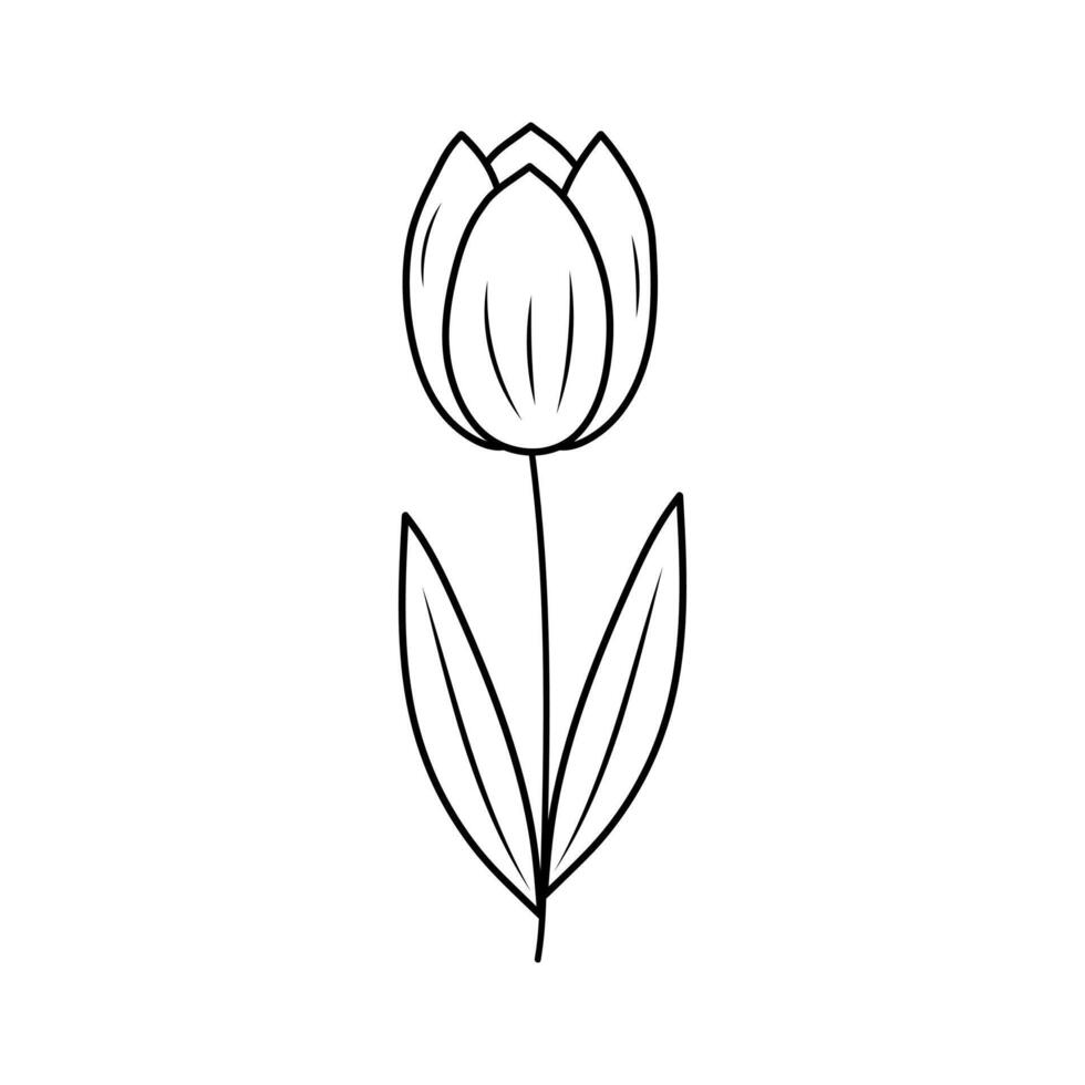 Gekritzel Tulpe. süß Frühling Blume. Vektor linear Illustration.