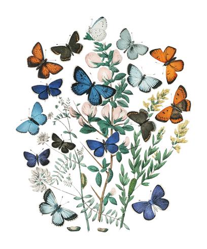 Illustrationer från boken European Butterflies and Moths av William Forsell Kirby (1882), ett kalejdoskop av fladdrande fjärilar och larver. Digitalt förbättrad av rawpixel. vektor