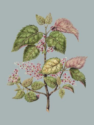 Antikväxter Makomako - Aristotelia Racemosa ritad av Sarah Featon (1848 - 1927). Digitalt förbättrad av rawpixel. vektor