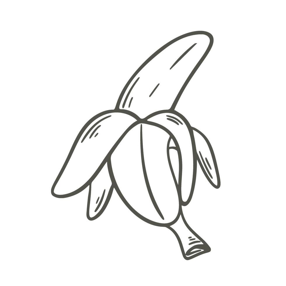 reif geöffnet Banane Gekritzel skizzieren Stil vektor
