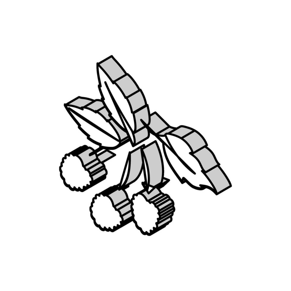 Himbeere Pflanze köstlich isometrisch Symbol Vektor Illustration
