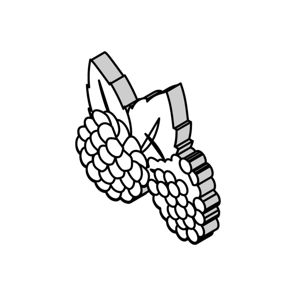 hallon växt blad färsk isometrisk ikon vektor illustration