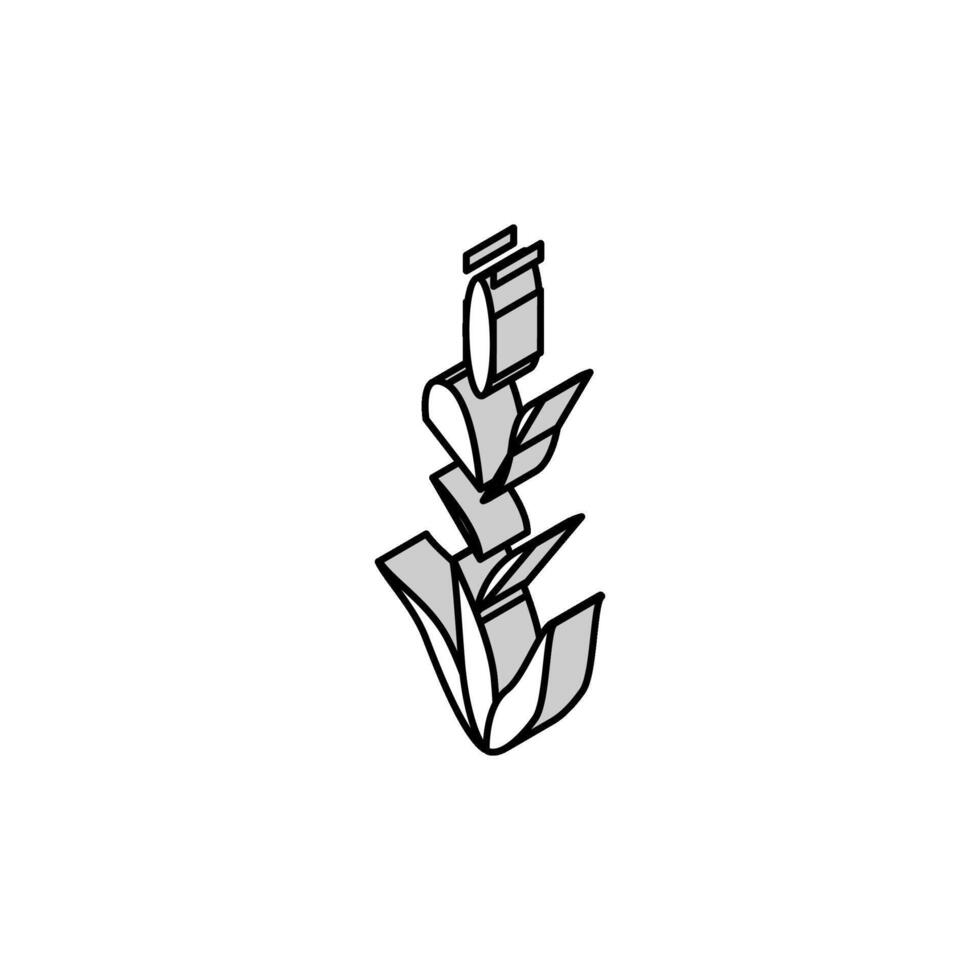 Grün Gerste Pflanze isometrisch Symbol Vektor Illustration