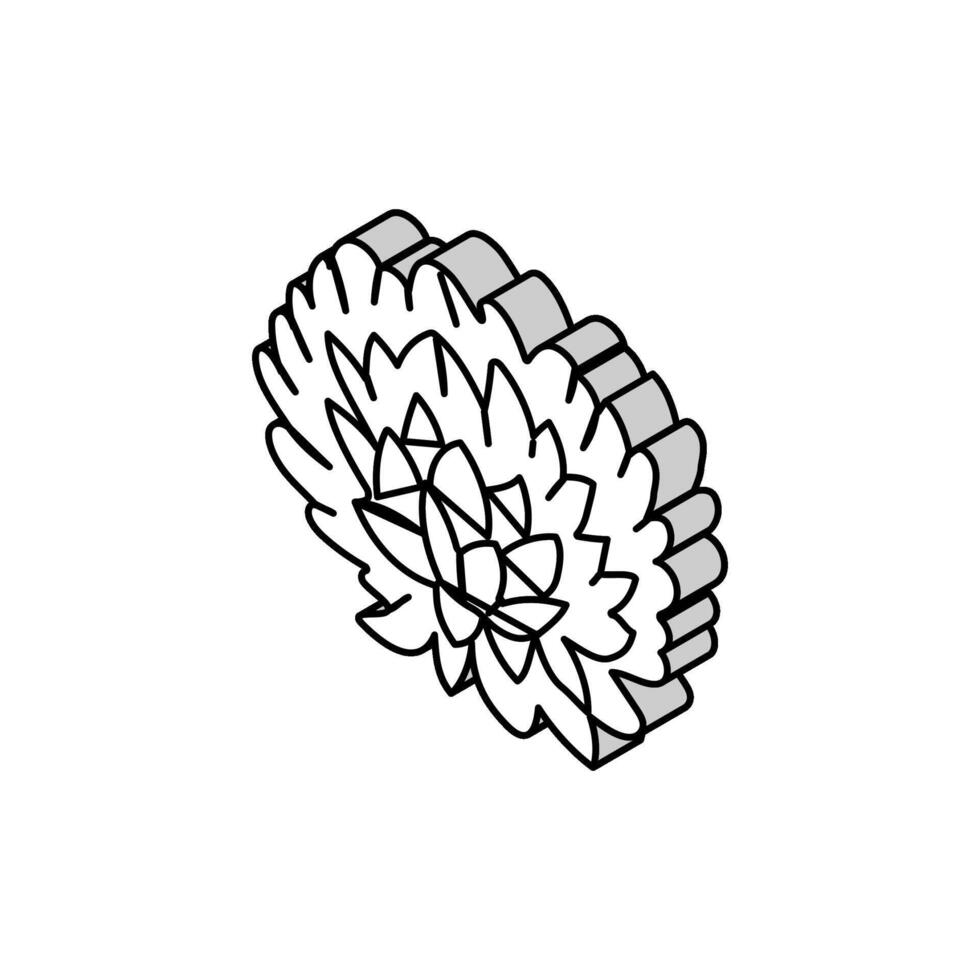 Chrysantheme blühen Frühling isometrisch Symbol Vektor Illustration