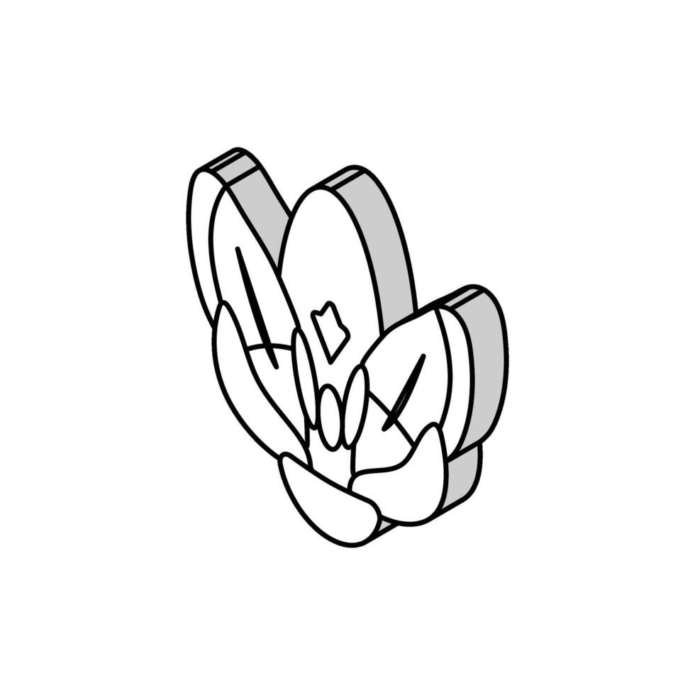 krokus blomma vår isometrisk ikon vektor illustration