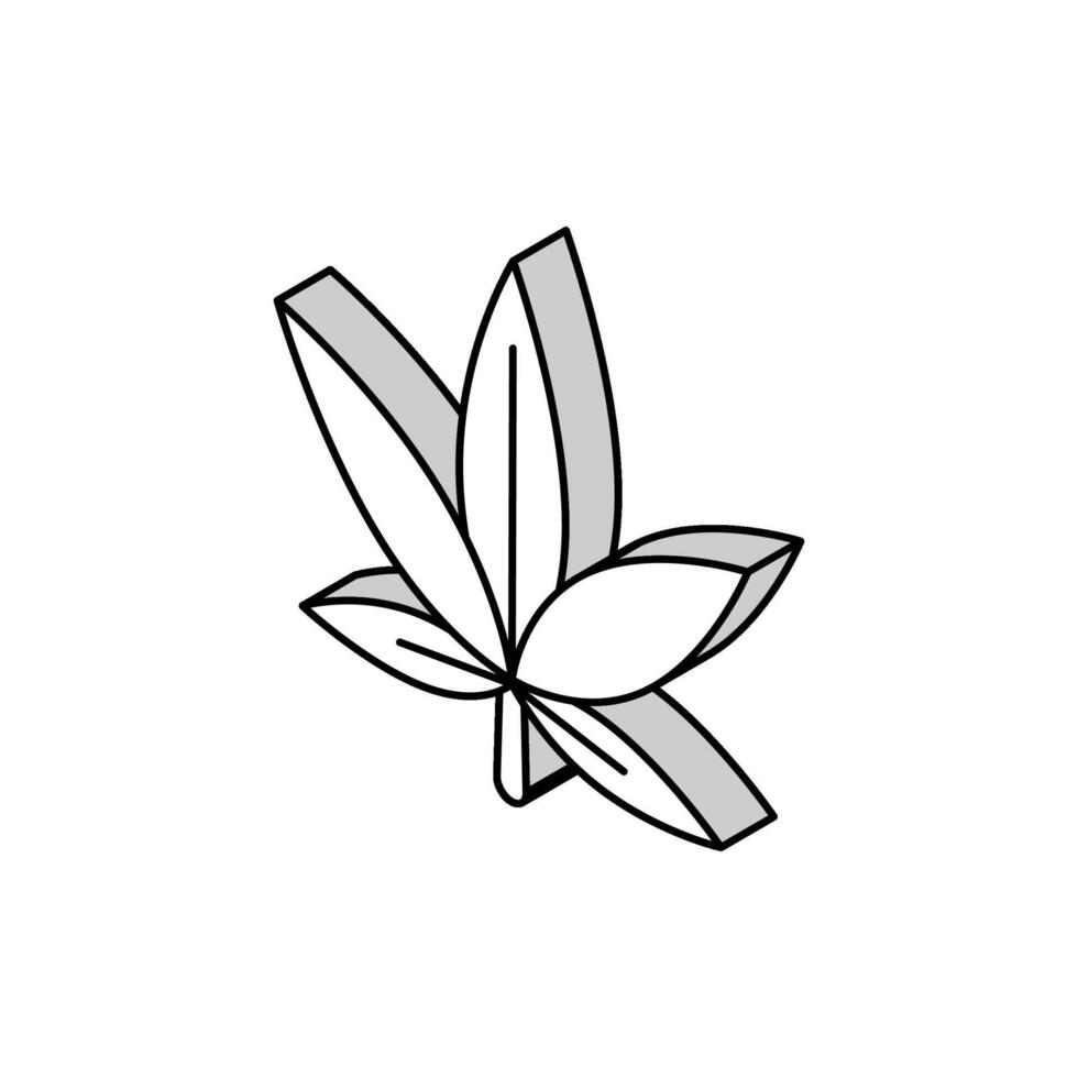 Cannabis Pflanze Blatt Gras Hanf isometrisch Symbol Vektor Illustration