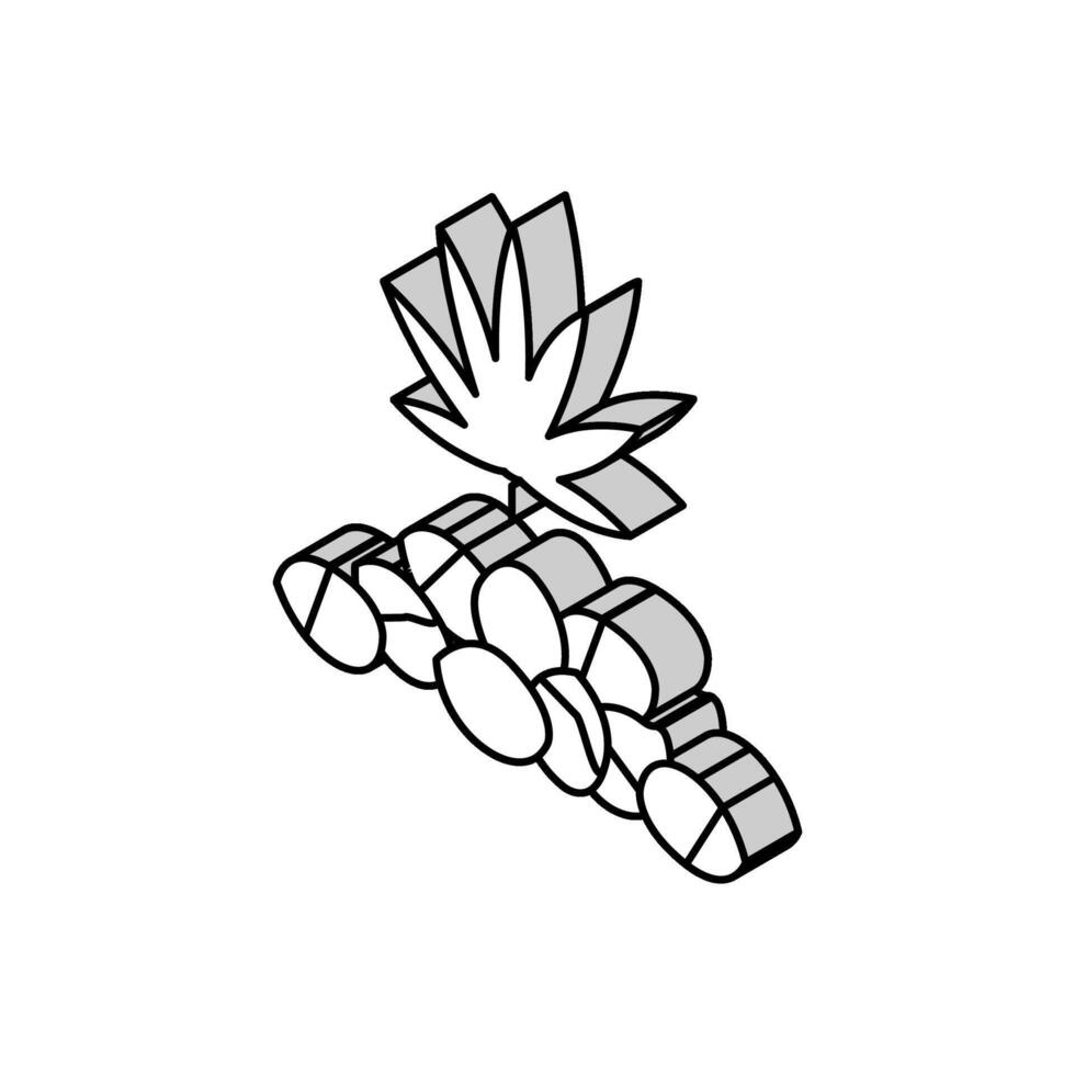 Cannabis Saat isometrisch Symbol Vektor Illustration