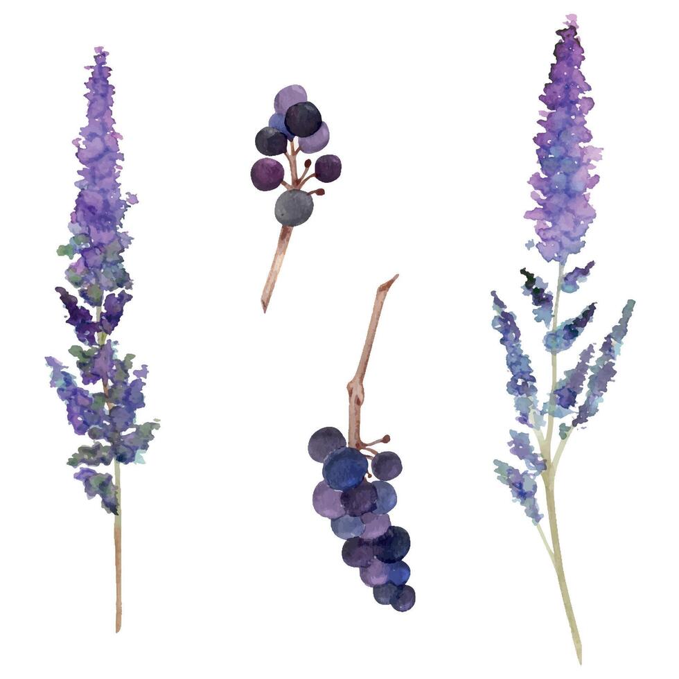 hand dragen vattenfärg illustration botanisk. salvia kattmynta lavendel- bugleweed caspia fläder dogwood brakved, bär blommor. enda objekt isolerat på vit. design bröllop brevpapper, kort vektor