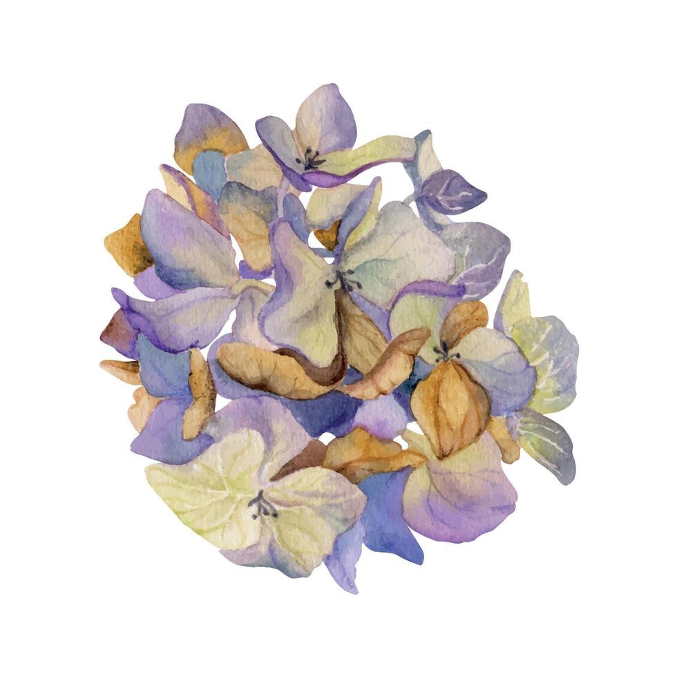 hand dragen vattenfärg illustration sjaskig boho botanisk blommor löv. hortensia hortensia lila vissnade blomställning. enda objekt isolerat på vit bakgrund. design bröllop, kärlek kort vektor
