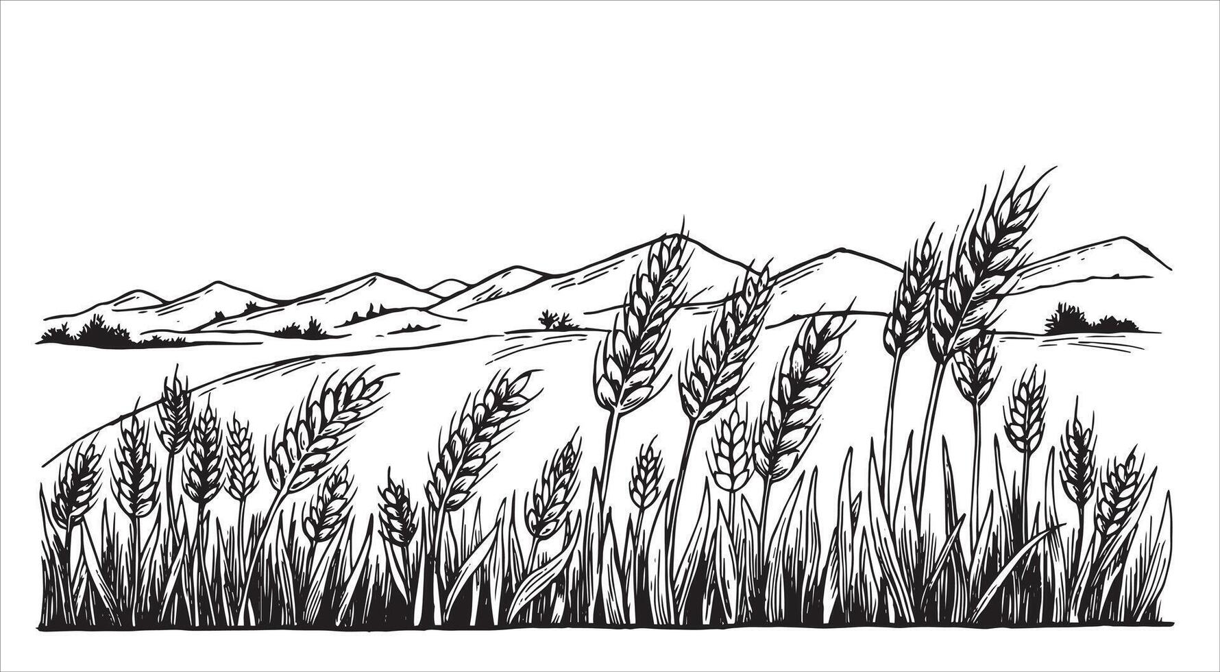 Weizen Feld, schwarz und Weiß Illustration im skizzieren Stil, Gravur. Jahrgang Zeichnung, Bauernhof vektor