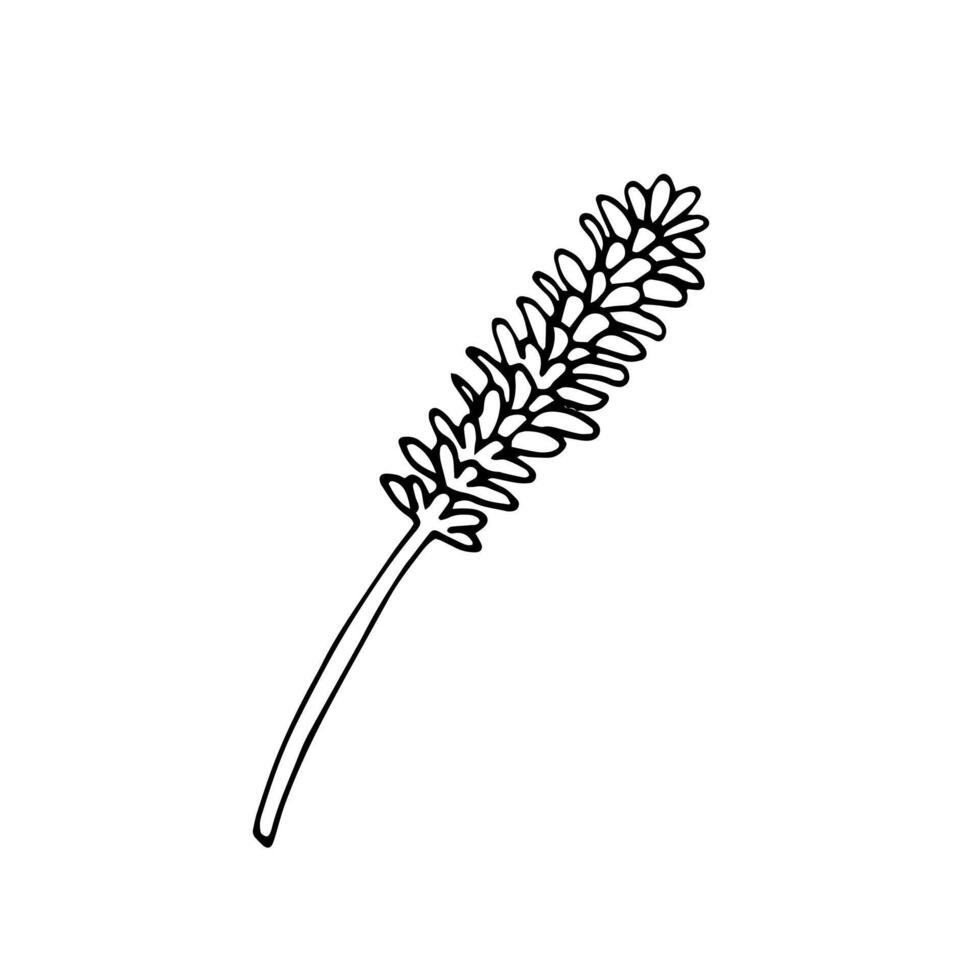 ritad för hand botanisk blomma vektor illustration. skiss av växt. klotter stil blommig ClipArt isolerat på vit. element för design, vykort, skriva ut, dekor, klistermärke.