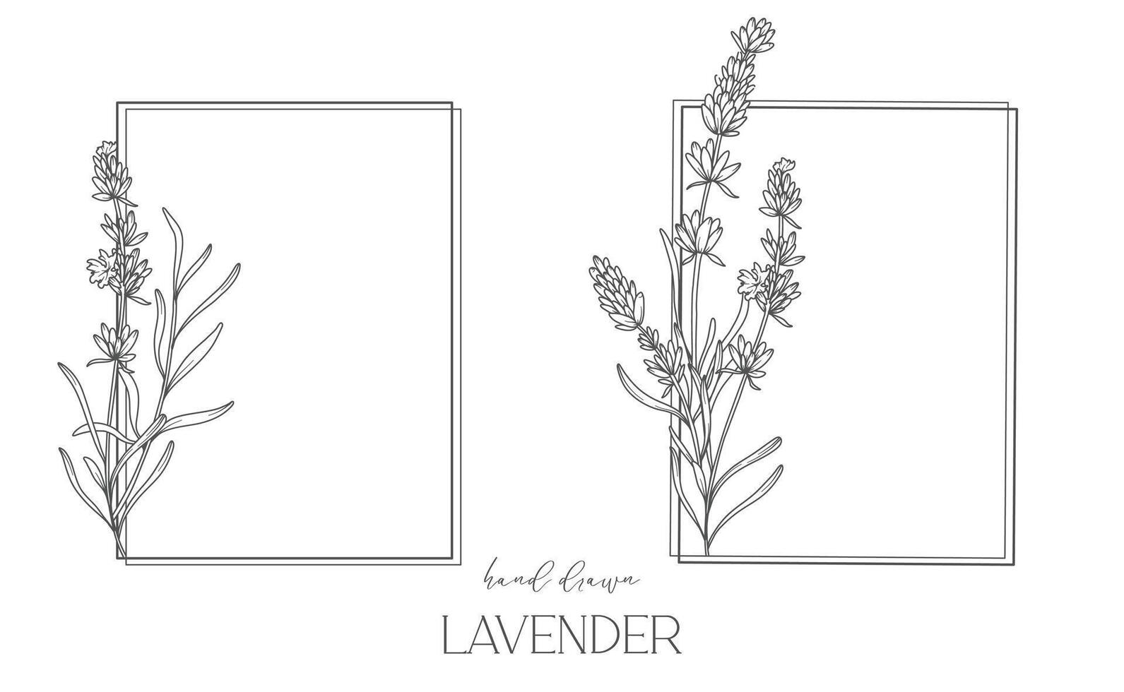 Lavendel Linie Zeichnung. schwarz und Weiß Blumen- Rahmen. Blumen- Linie Kunst. fein Linie Lavendel Illustration. Hand gezeichnet Gliederung Blumen. botanisch Färbung Buchseite. Hochzeit Einladung Blumen vektor