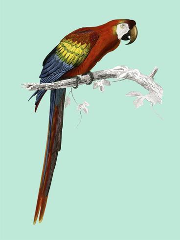 Macaw (Ara Canga) illustrerad av Charles Dessalines D &#39;Orbigny (1806-1876). Digitalförstärkt från vår egen 1892-upplaga av Dictionnaire Universel D&#39;histoire Naturelle. vektor