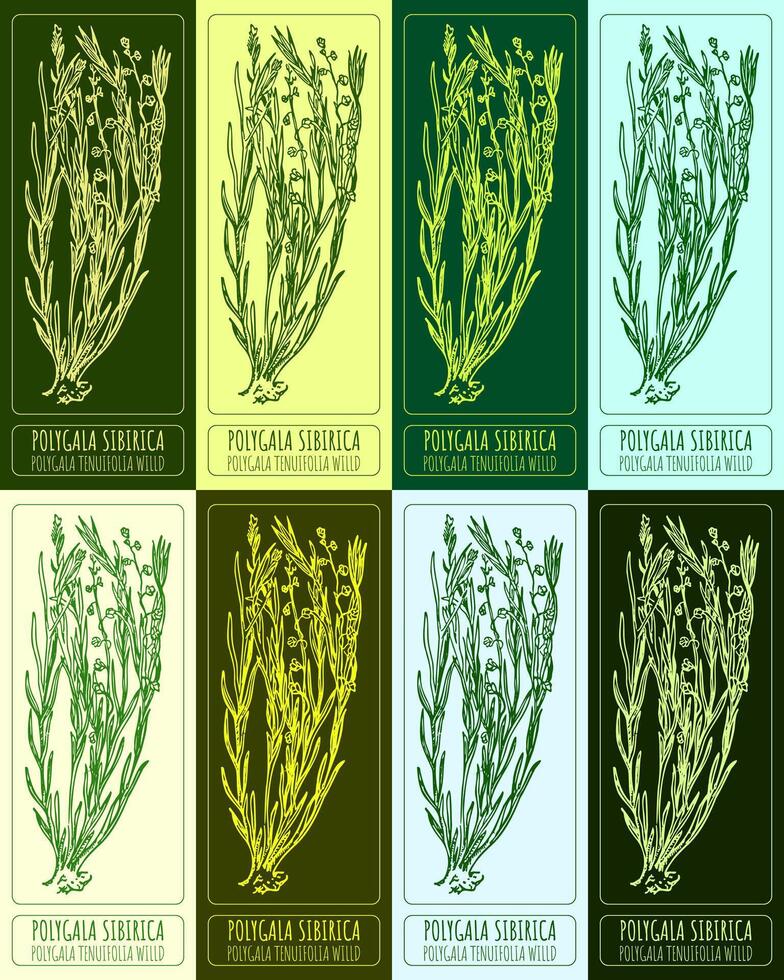 einstellen von Vektor Zeichnungen von Polygala Sibirica im anders Farben. Hand gezeichnet Illustration. Latein Name Polygala tenuifolia will.