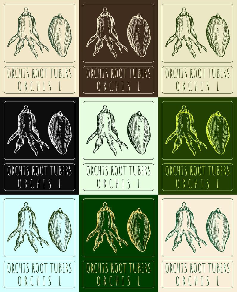 uppsättning av vektor ritningar av orchis rot knölar i annorlunda färger. hand dragen illustration. latin namn orchis l.