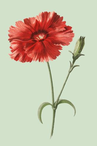 Indisk rosa av Frederick Edward Hulme (1841-1909), en vintage kromolitograf av indisk rosa blomma. Digitalt förbättrad av rawpixel. vektor