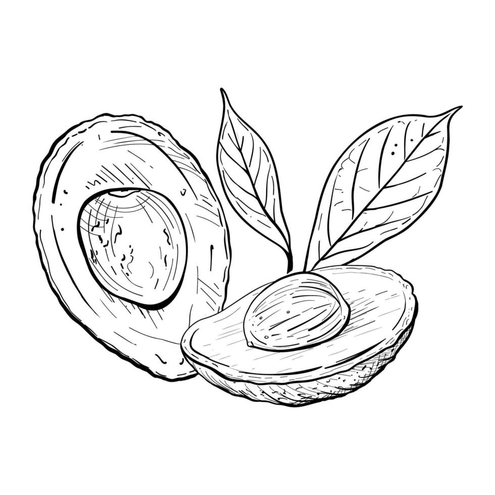 Avocado Hälfte Blätter Vektor Illustration. Avocado Obst Baum Ast Samen. schwarz Gliederung Grafik Zeichnung. tropisch Laub Tinte Linie Kontur. Vegetarier Essen